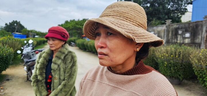 Hàng trăm chậu cúc chết cháy ở Bình Định: Công an vào cuộc