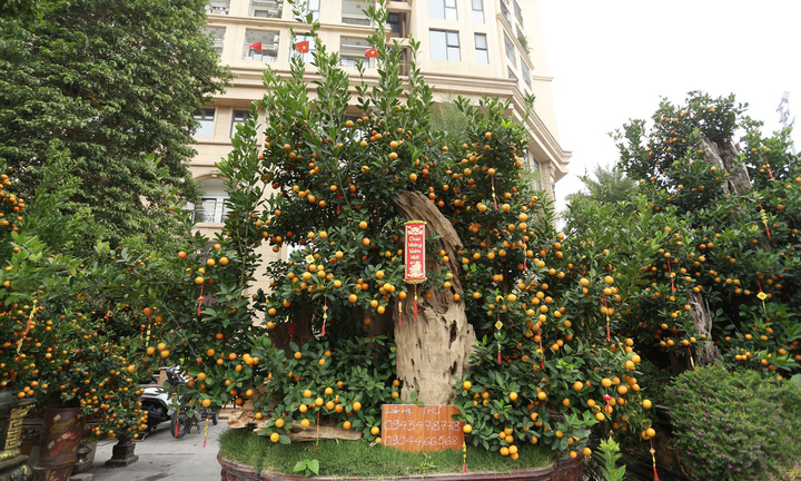 Quất 'khủng' vài người ôm không xuể, giá trăm triệu đồng mỗi chậu
