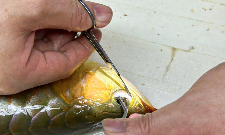 Phẫu thuật thẩm mỹ cho cá