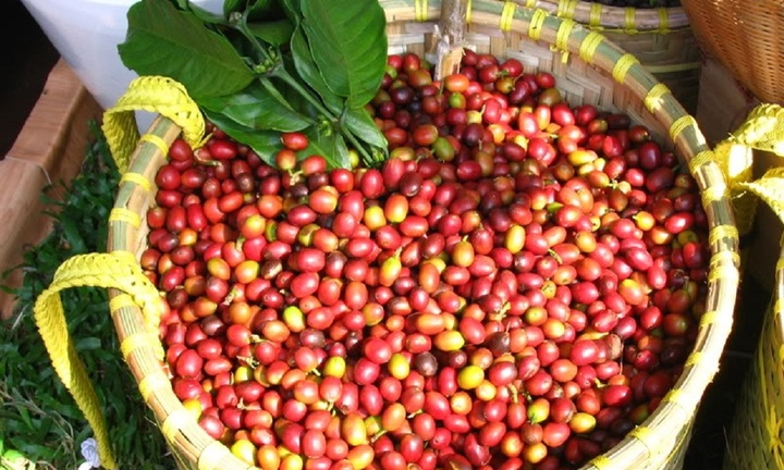 Giá cà phê hôm nay 16/1: Trong nước tiếp tục giảm, thế giới tăng