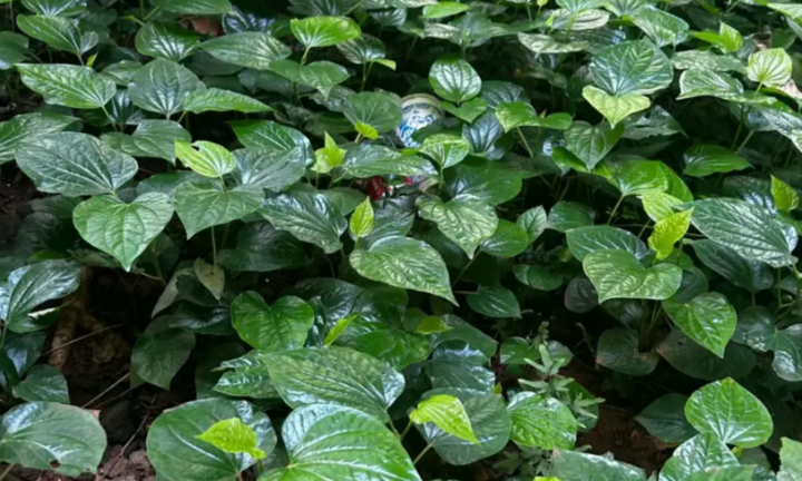 4 lý do nên ngâm chân bằng nước lá lốt thường xuyên vào mùa đông