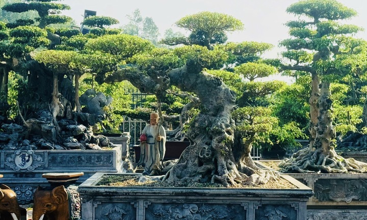 Chiêm ngưỡng cây sanh cảnh 'đẻ' thêm 4,9 tỷ đồng sau 8 năm