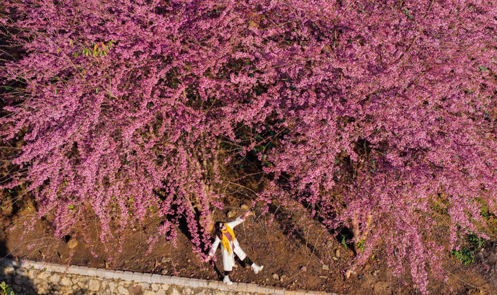 Mộc Châu rực rỡ trong sắc mai anh đào ngày giáp Tết