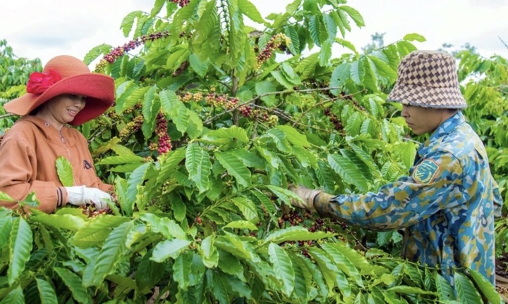 Giá cà phê hôm nay 18/1: Trong nước tăng, thế giới giảm