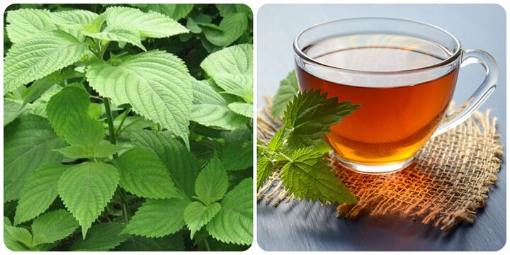 Các bài thuốc chữa bệnh từ lá kinh giới