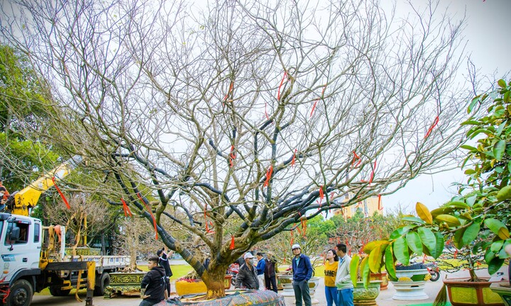 Chiêm ngưỡng cây mai cổ thụ tiền tỷ tại chợ hoa xuân Đắk Lắk