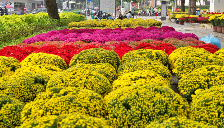 Công viên trung tâm TP.HCM tràn ngập hoa Tết, giá từ vài trăm nghìn đồng