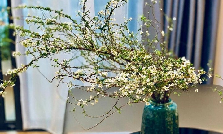 Cách cắm cành tuyết mai nở đều, đẹp và giữ được lâu