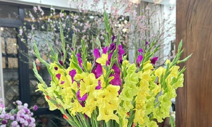 Cách chọn hoa lay ơn bền đẹp