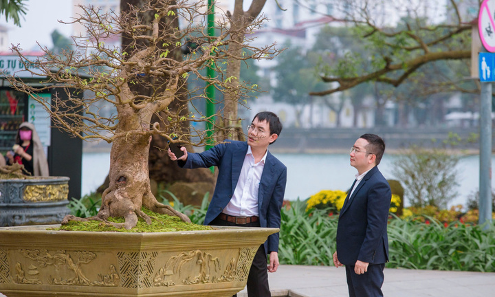 Những gốc hoàng mai có giá bạc tỷ ở cố đô Huế 