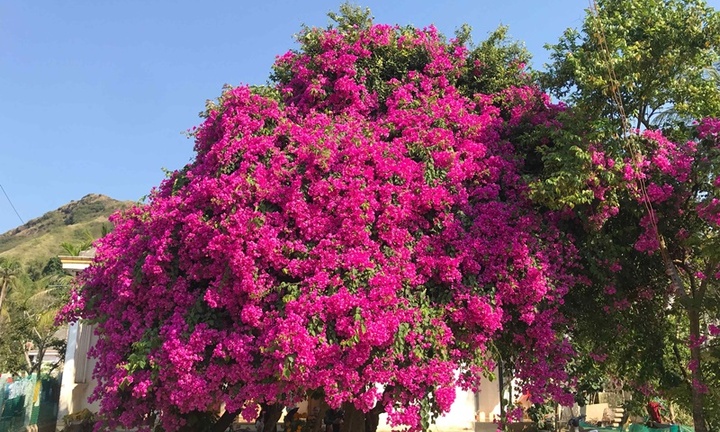 Loại nước cây hoa giấy thích nhất?