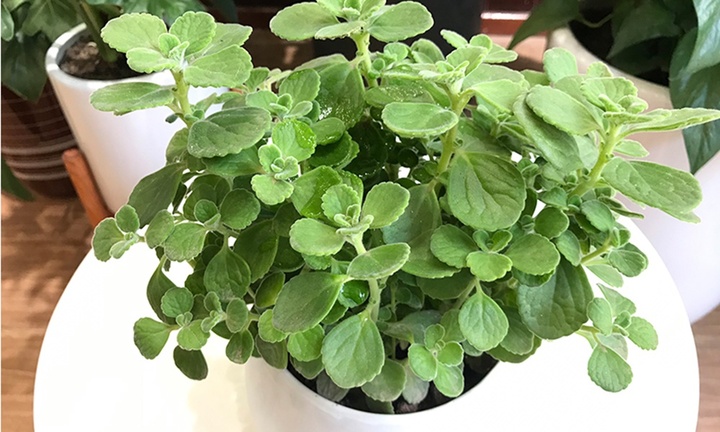 Loại cây được ví như mèo thần Tài mang đến may mắn, tài lộc