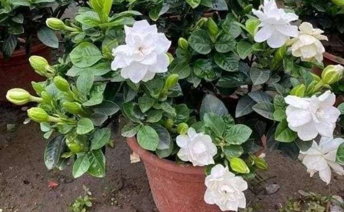 Per què molta gent evita regalar plantes de gardènia?