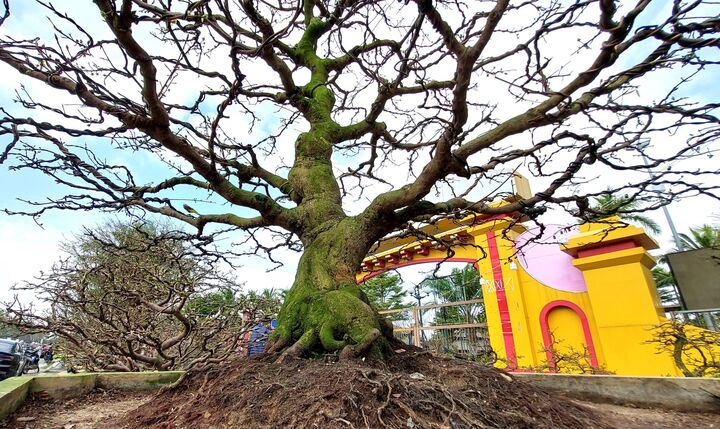 Những 'cụ mai' trăm tuổi giá tiền tỷ tại chợ hoa Tết Đà Nẵng