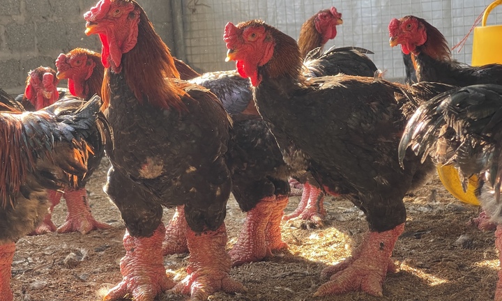 Cho gà ăn thịt heo, nằm điều hòa để biến thành đặc sản 'tiến vua' ngày Tết