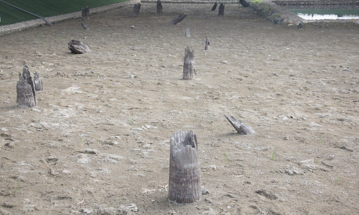 Hiện trạng Khu bảo tồn bãi cọc Cao Quỳ sau 5 năm được khai quật