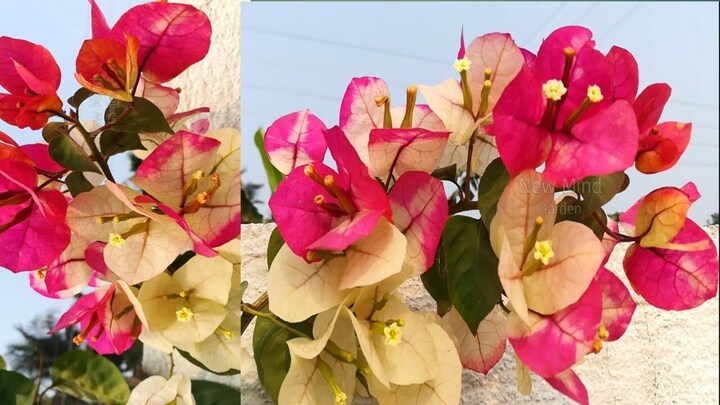 Ý nghĩa phong thủy của hoa giấy Ấn Độ