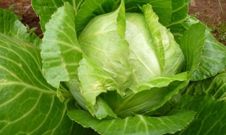 Ăn nhiều bắp cải có tốt?