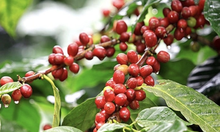 Giá cà phê hôm nay 26/1: Đồng loạt tăng