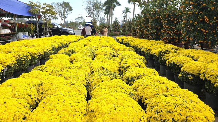 Hoa Tết Đà Nẵng được giá, nhà vườn, dân buôn hối hả đẩy hàng 