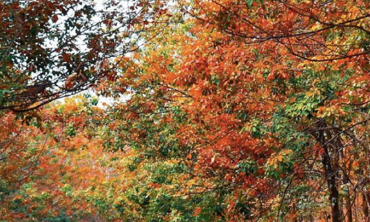 Ngắm vẻ đẹp rừng cao su mùa thay lá ở Bình Phước