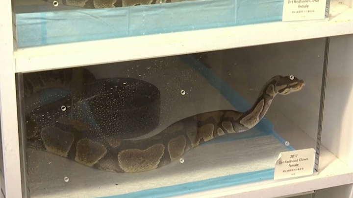 Quán cà phê phá bỏ định kiến về loài rắn, chào đón năm mới Ất Tỵ 