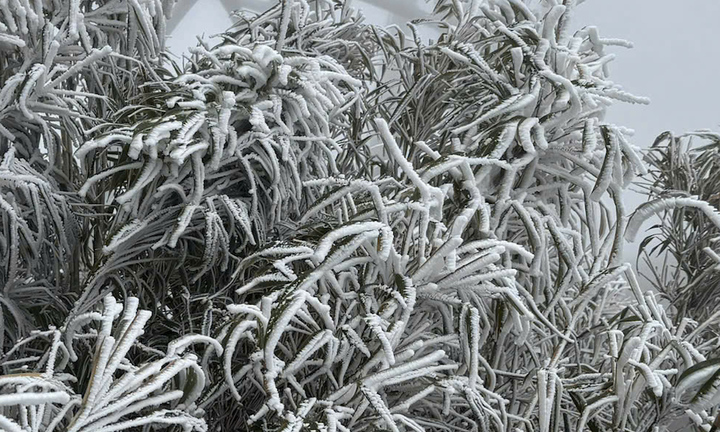 Tuyết rơi dày phủ trắng đỉnh Fansipan 