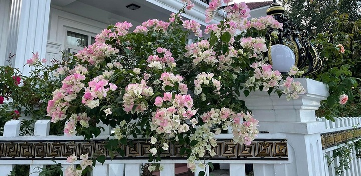 Các loại hoa giấy được yêu thích nhất hiện nay