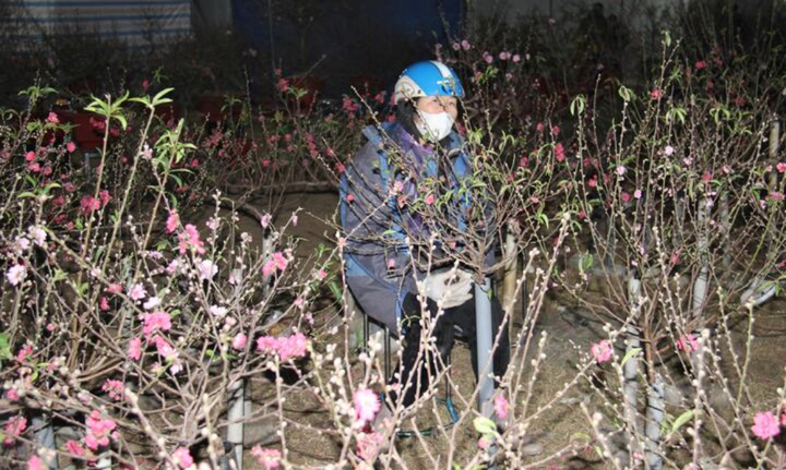 Đào, quất Tết giảm giá 50% vẫn vắng khách mua, tiểu thương lo lỗ nặng