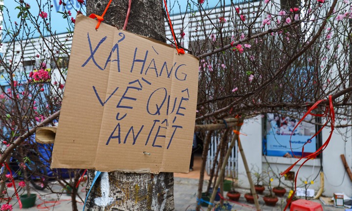 Hoa đào, mai vàng đại hạ giá, tiểu thương xả hàng về quê ăn Tết