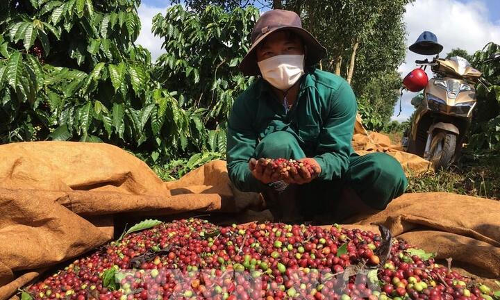 Giá cà phê hôm nay 29/1: Thế giới tăng, trong nước giảm