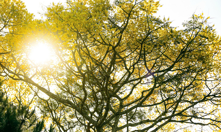 Phượng vàng quý hiếm bung sắc giữa cao nguyên Lâm Đồng