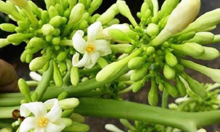 Những người không nên uống hoa đu đủ đực