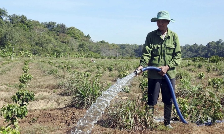 Nông dân Tây Nguyên chăm sóc cà phê, thu hoạch nông sản ngay sau Tết