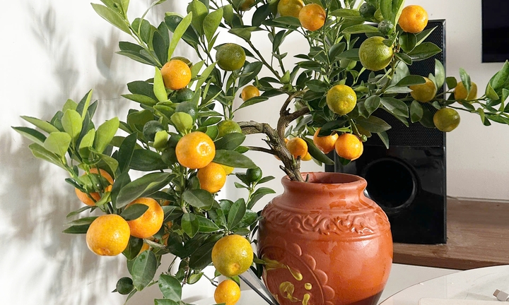 Tận dụng quả quất cảnh ngày Tết làm gia vị, thuốc ho: Coi chừng rước bệnh