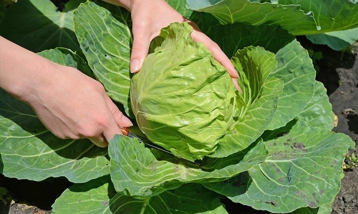 Bài thuốc từ bắp cải