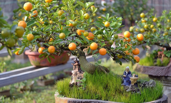 Cách chăm cây quất Tết tươi lâu, không rụng quả, héo lá