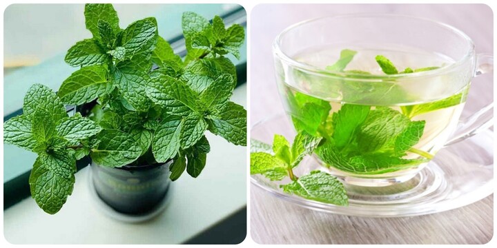 Trà bạc hà có tác dụng gì?