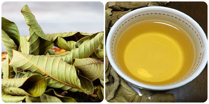 Uống nước lá ổi mỗi ngày có tốt cho sức khoẻ?