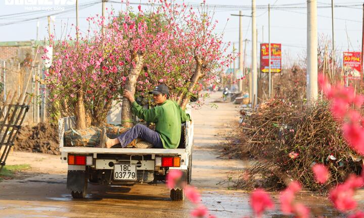 Đào Nhật Tân từ phố về vườn, chờ 'hồi sinh' cho Tết năm sau