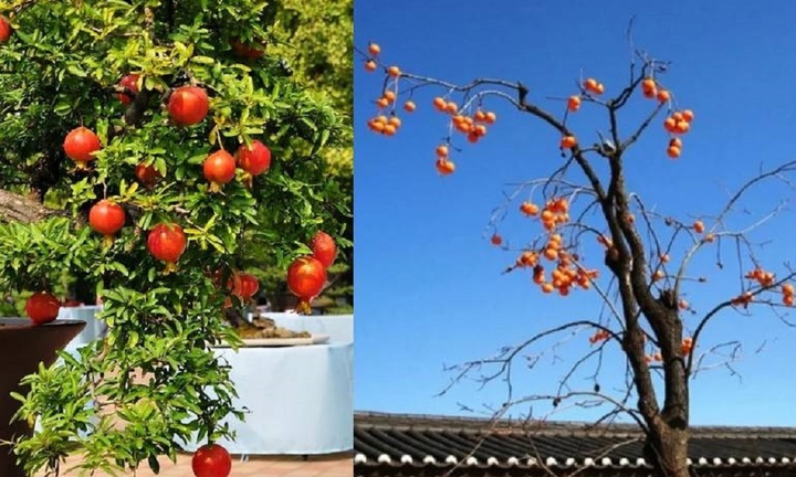 Vì sao 'phía đông trồng lựu hốt vàng, phía tây trồng hồng hốt bạc'?