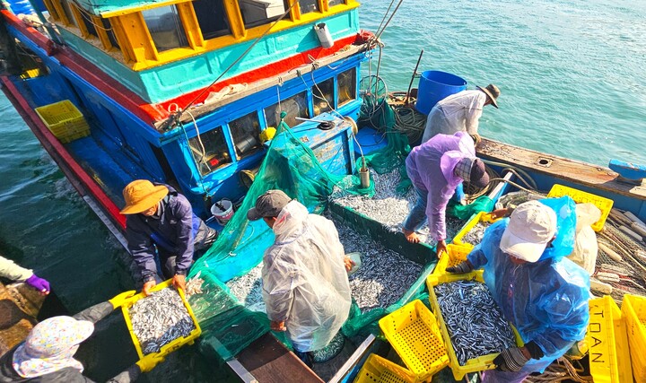 Cá cơm đầy ắp khoang tàu, ngư dân Bình Định 'hốt lộc' đầu năm