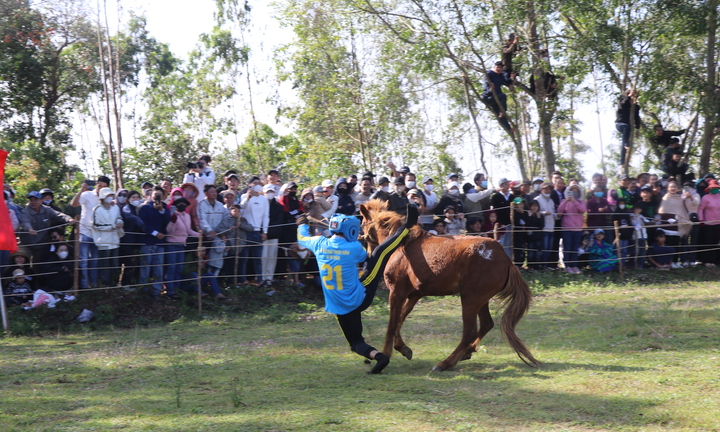 Người dân đu cây xem ngựa chạy đua ở Phú Yên