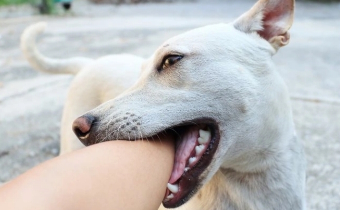 Nhiều trẻ bị chó mèo cắn trong 9 ngày nghỉ Tết Nguyên đán