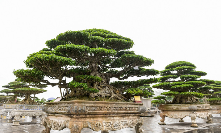 Ngắm ‘siêu cây’ cổ thụ ở Nam Định, người có tiền cũng khó mua
