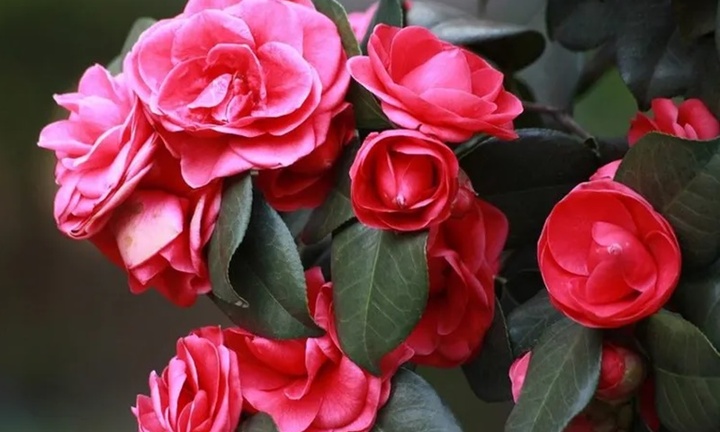 Hoa hải đường có ý nghĩa gì?