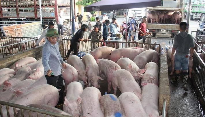 Vì sao giá heo hơi sau Tết tăng cao nhất kể từ năm 2023?