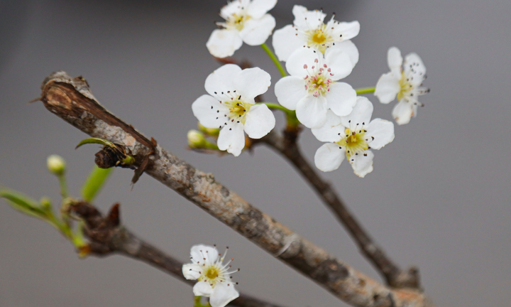 Hết Tết, người Hà Nội vẫn chi tiền triệu mua đào, lê rừng Tây Bắc