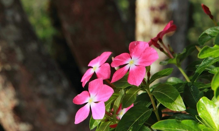 Vì sao nên trồng cây dừa cạn trong nhà?