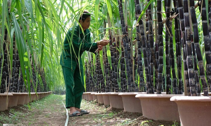 Tỉnh nào là xứ sở mía đường của Việt Nam?